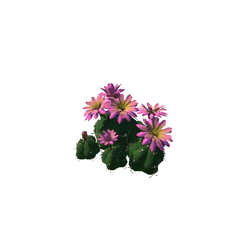 Flower Gymnocalycium horstii 5